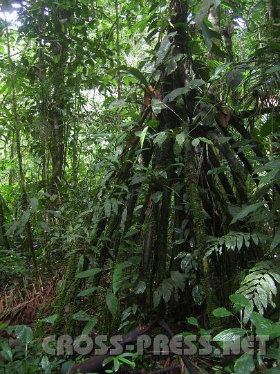 2-07 Chonta (Wanderpalme).JPG - Chonta (Wanderpalme)