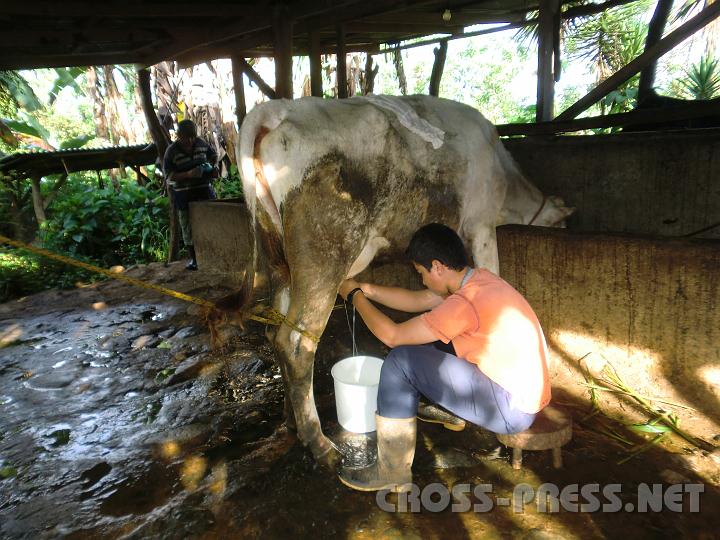 3-21 (Schwarz).JPG - Kühe sind ein großer Reichtum, es gibt nur wenige davon in Longo Mai.