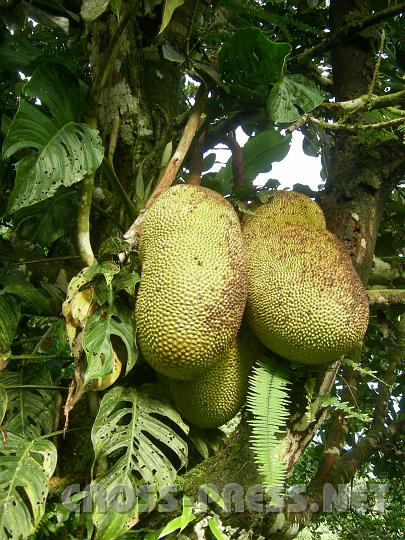 3-50.JPG - Chaka (Jack-Frucht).