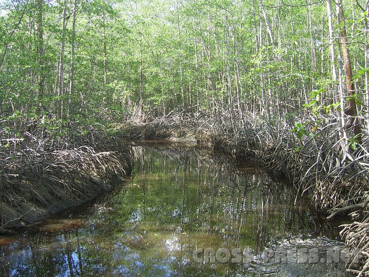 5-19.JPG - Mangroven in Uvita.