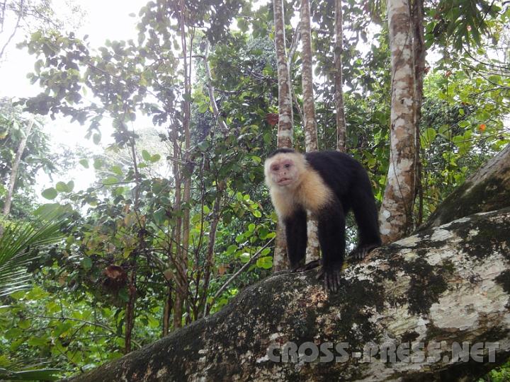 5-58.JPG - Kapuzineräffchen