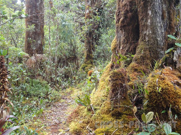 5-87.JPG - Im Nebelwald.