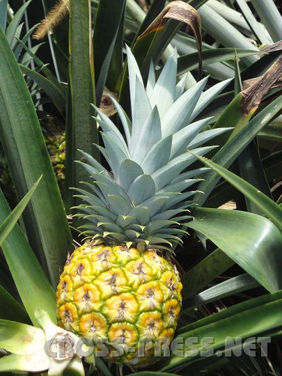 6-04.JPG - So schön und so giftig. :(