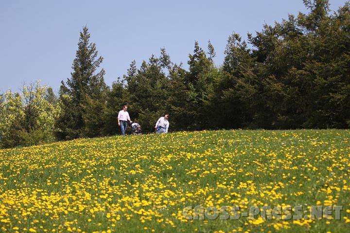 2009.05.03_12.46.11.jpg - Abk�rzung mit dem Kinderwagen durch den l�wenzahn�bers�ten Hang.