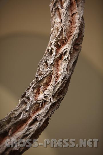 2009.04.06_13.25.18.jpg - Eine efoi�hnliche Kriehplanze im Stiftshof hat faustdicken Stamm und "kachselt" 2 St�ckwerke hoch.