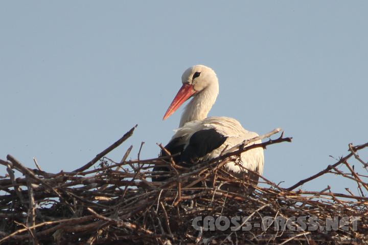 2009.04.06_16.21.29.jpg - Welche Farben tr�gt ein Storch am Schornstein eines zisterziensischen Pfarrhauses ? Na schwarz-wei�, nat�rlich. :)