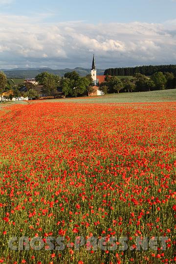 2009.06.11_19.42.20.jpg - gro�es Mohnblumenfeld vor H�rm