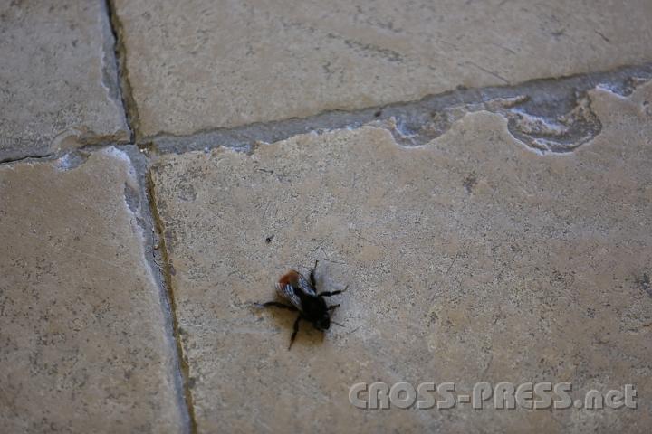 2012.04.28_09.44.58.jpg - In Heiligenikreuz gibt's keine Kreuzspinnen, aber eine "Kreuzhummel".  ;)