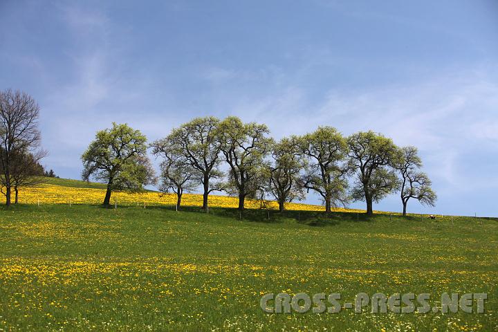 2010.04.25_11.37.53.jpg - Schade, dass die Mostobstb�ume noch nicht bl�hen...