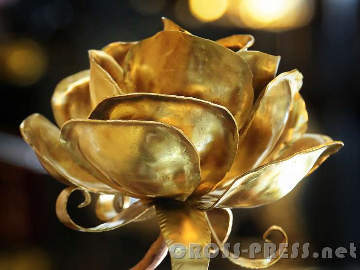 2016.09.04_15.50.10.JPG - Friedensrose