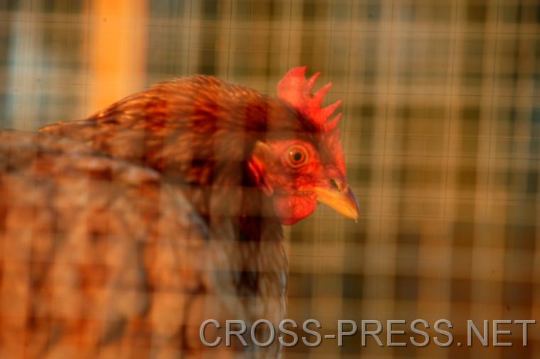 06.09.24_107 'Von wegen freilaufende H�hner ... wieso bin ich dann hier hinter Gitter?' ;)