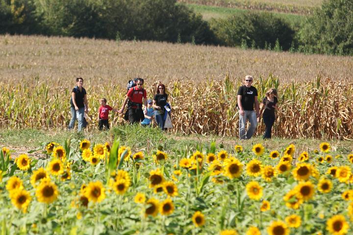 2011.09.25_13.38.16.jpg - Durch Sonnenblumen- und Maisfelder führten die Wege des Familienwandertages.